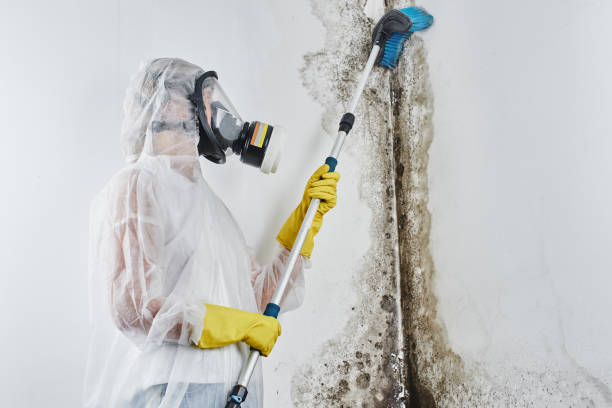 Best Certified Mold Removal  in Medford Lakes, NJ