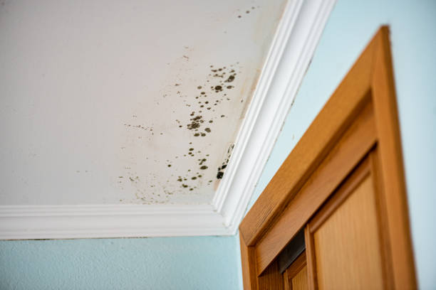 Best Mold Damage Repair  in Medford Lakes, NJ