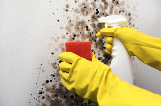 Best Commercial Mold Removal  in Medford Lakes, NJ