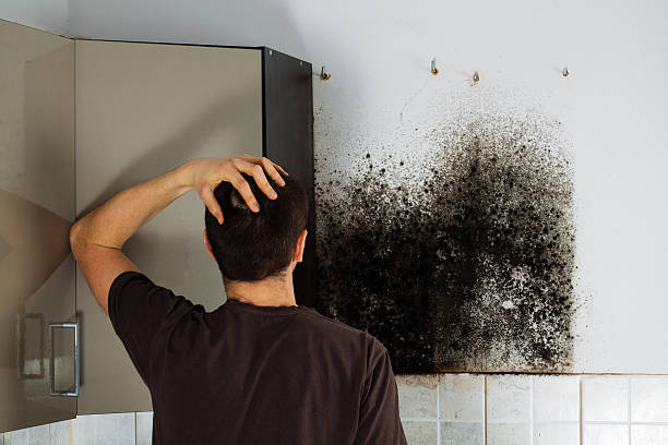 Best Mold Testing  in Medford Lakes, NJ