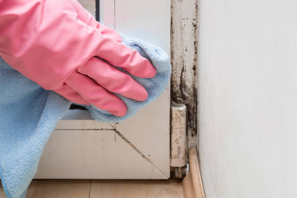 Best Mold Removal Specialists  in Medford Lakes, NJ