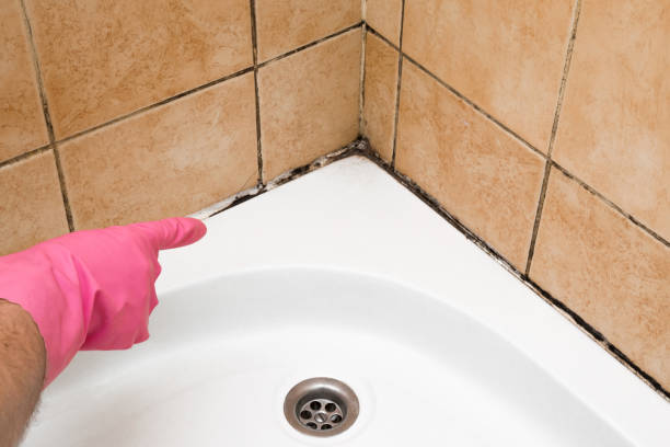Best Commercial Mold Removal  in Medford Lakes, NJ